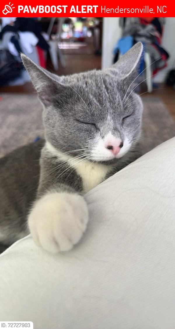 Lost Female Cat last seen Ewart/Chariton drive, Hendersonville, NC 28739