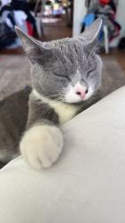 Lost Female Cat last seen Ewart/Chariton drive, Hendersonville, NC 28739