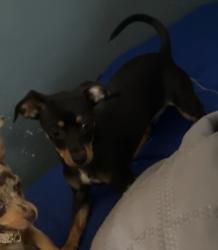 Lost Female Dog last seen Near water ct , Ocala, FL 34472