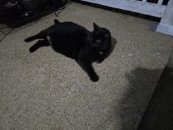 Found/Stray Male Cat last seen Lowell St., Red Bank, TN 37415