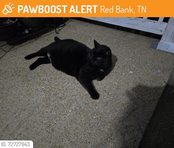 Found/Stray Male Cat last seen Lowell St., Red Bank, TN 37415