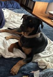 Lost Male Dog last seen W 71st and sw blvd, Tulsa, OK 74131