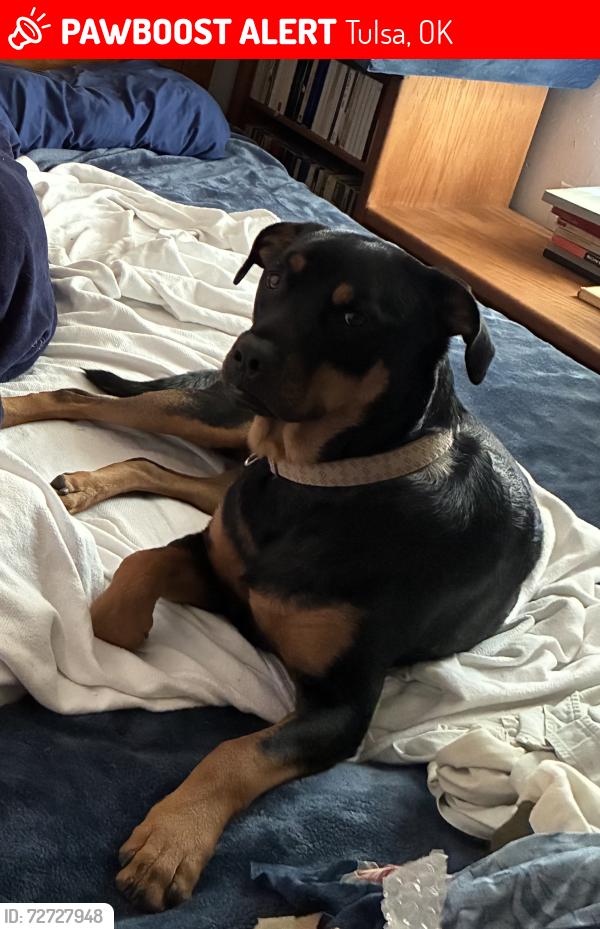Lost Male Dog last seen W 71st and sw blvd, Tulsa, OK 74131