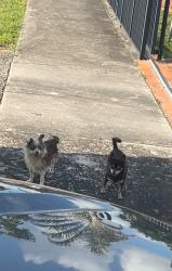 Found/Stray Unknown Dog last seen Nw 12th Terr and 35th avenue , Miami, FL 33125