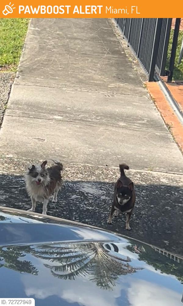 Found/Stray Unknown Dog last seen Nw 12th Terr and 35th avenue , Miami, FL 33125