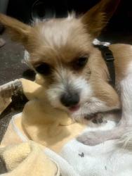 Found/Stray Male Dog last seen 19th avenue and Arthur St in Hollywood FL 33020, Hollywood, FL 33020
