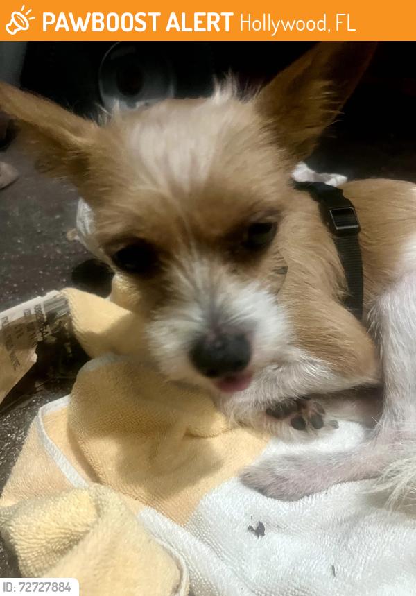 Found/Stray Male Dog last seen 19th avenue and Arthur St in Hollywood FL 33020, Hollywood, FL 33020