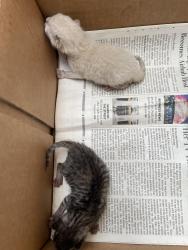 Found/Stray Unknown Cat last seen Citrus and E. Nearfield , Azusa, CA 91702