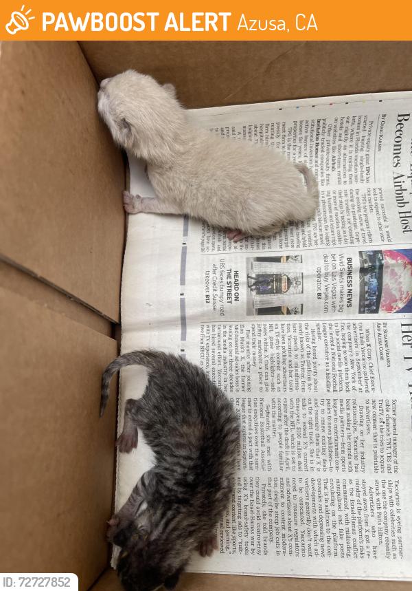 Found/Stray Unknown Cat last seen Citrus and E. Nearfield , Azusa, CA 91702