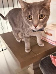 Found/Stray Female Cat last seen Union and Dublin, Colorado Springs, CO 80918