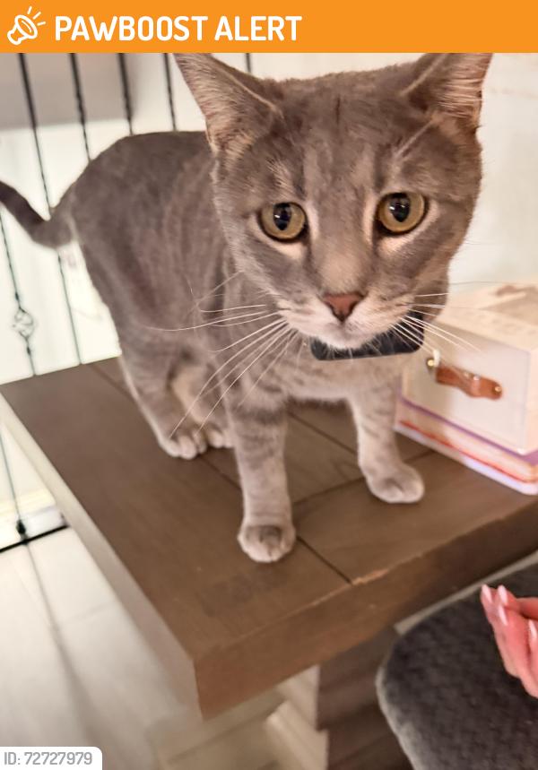 Found/Stray Female Cat last seen Union and Dublin, Colorado Springs, CO 80918