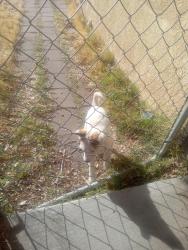 Found/Stray Male Dog last seen Sunset garden's rd, Albuquerque, NM 87121
