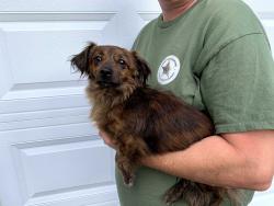 Found/Stray Male Dog last seen Dry creek vet, Unicoi, TN 37692