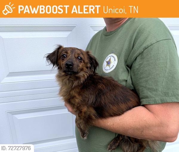 Found/Stray Male Dog last seen Dry creek vet, Unicoi, TN 37692