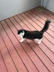 Found/Stray Male Cat last seen Beech Creek subdivision, Beech Creek, PA 16822