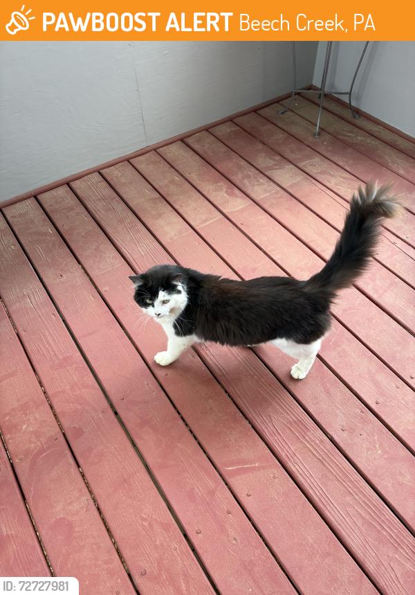 Found/Stray Male Cat last seen Beech Creek subdivision, Beech Creek, PA 16822