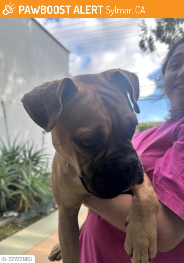 Found/Stray Male Dog last seen Near López Canyon Rd , Sylmar, CA 91342