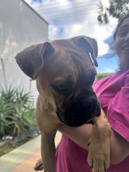 Found/Stray Male Dog last seen Near López Canyon Rd , Sylmar, CA 91342