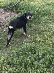 Found/Stray Female Dog last seen 11th between Mingo and 169, Tulsa, OK 74115