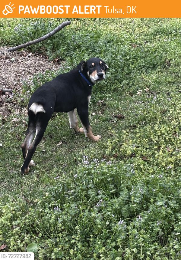 Found/Stray Female Dog last seen 11th between Mingo and 169, Tulsa, OK 74115
