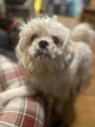 Lost Male Dog last seen Inskip Pool, Knoxville, TN 37918