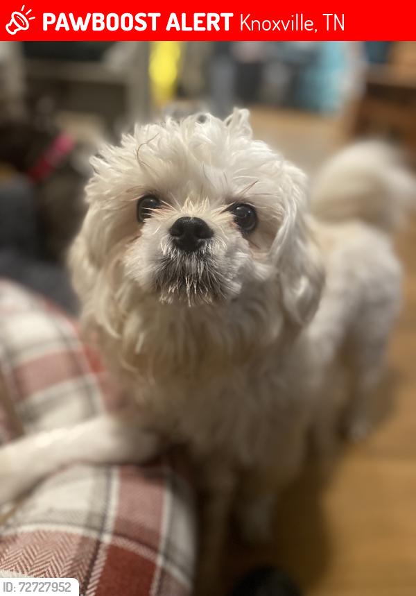 Lost Male Dog last seen Inskip Pool, Knoxville, TN 37918