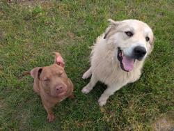 Found/Stray Unknown Dog last seen Skyline Dr, Chandler, TX 75758