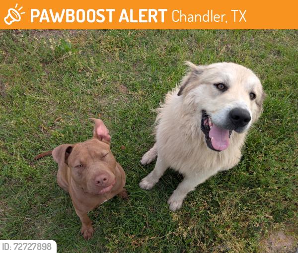 Found/Stray Unknown Dog last seen Skyline Dr, Chandler, TX 75758
