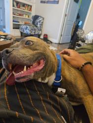 Found/Stray Male Dog last seen East Osborn Street , Tampa, FL 33610