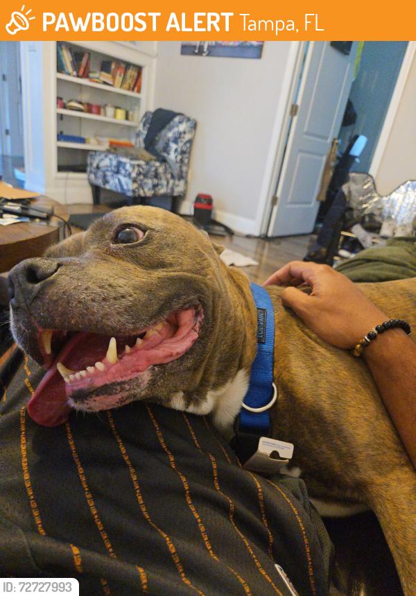 Found/Stray Male Dog last seen East Osborn Street , Tampa, FL 33610