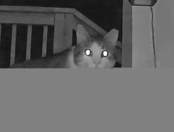 Found/Stray Unknown Cat last seen Lowell St., Red Bank, TN 37415
