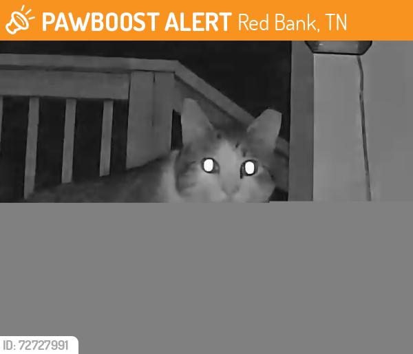 Found/Stray Unknown Cat last seen Lowell St., Red Bank, TN 37415