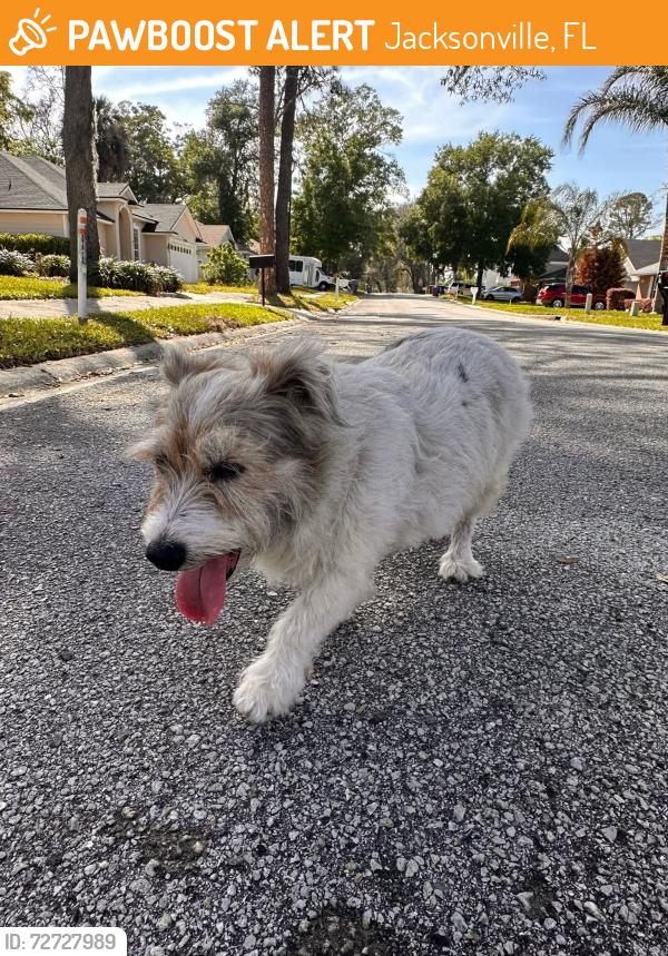 Found/Stray Female Dog last seen Winding Bridge, Jacksonville, FL 32277