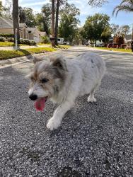 Found/Stray Female Dog last seen Winding Bridge, Jacksonville, FL 32277