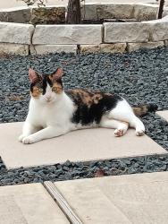 Lost Female Cat last seen Brian crossing Rosenberg , Rosenberg, TX 77469