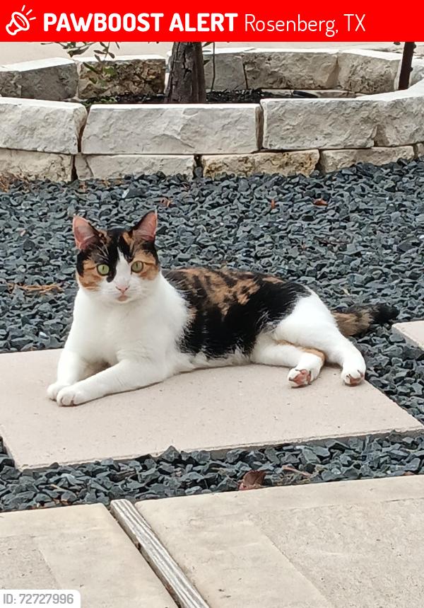 Lost Female Cat last seen Brian crossing Rosenberg , Rosenberg, TX 77469