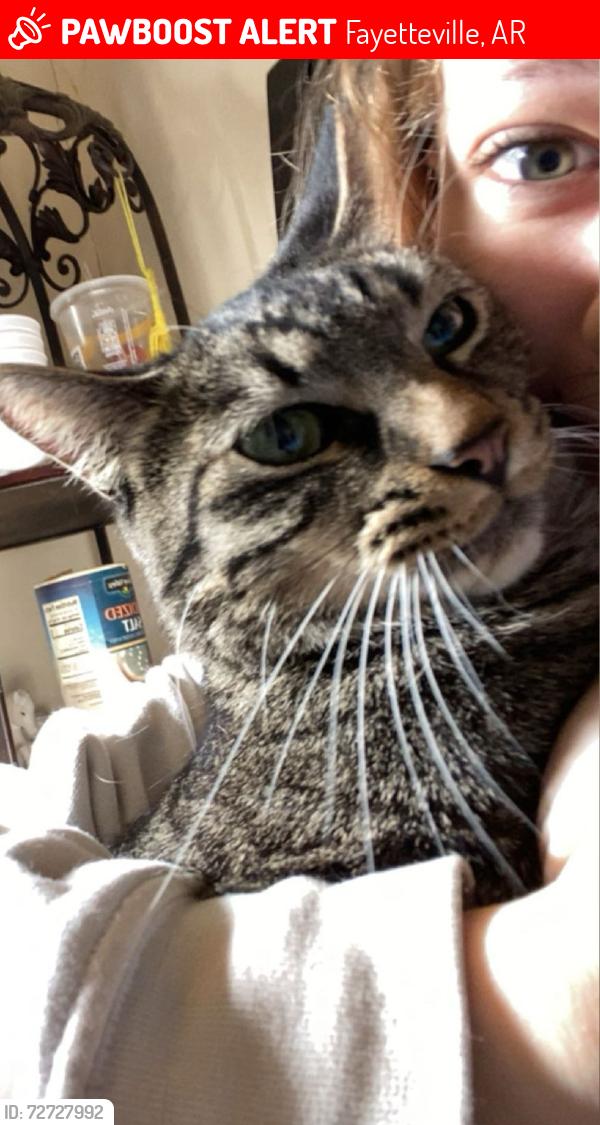 Lost Male Cat last seen around the area behind the neighborhood market, Fayetteville, AR 72702