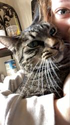 Lost Male Cat last seen around the area behind the neighborhood market, Fayetteville, AR 72702