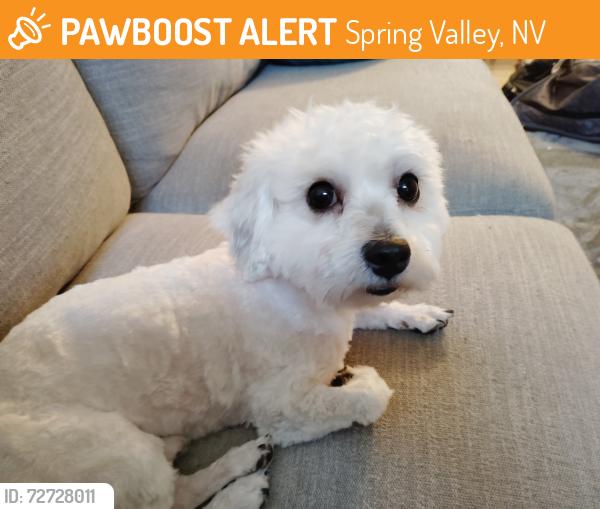 Found/Stray Male Dog last seen Paul Meyers Park spring valley 89147, Spring Valley, NV 89103