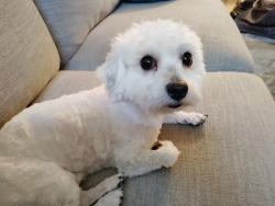 Found/Stray Male Dog last seen Paul Meyers Park spring valley 89147, Spring Valley, NV 89103