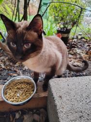 Found/Stray Male Cat last seen 173rd PL SE and valley circle drive , Mill Creek East, WA 98012