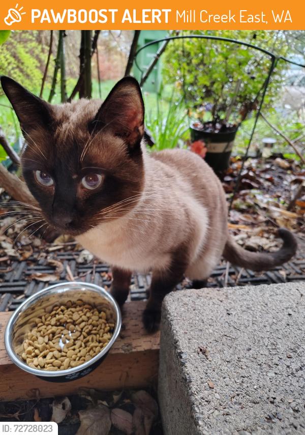 Found/Stray Male Cat last seen 173rd PL SE and valley circle drive , Mill Creek East, WA 98012