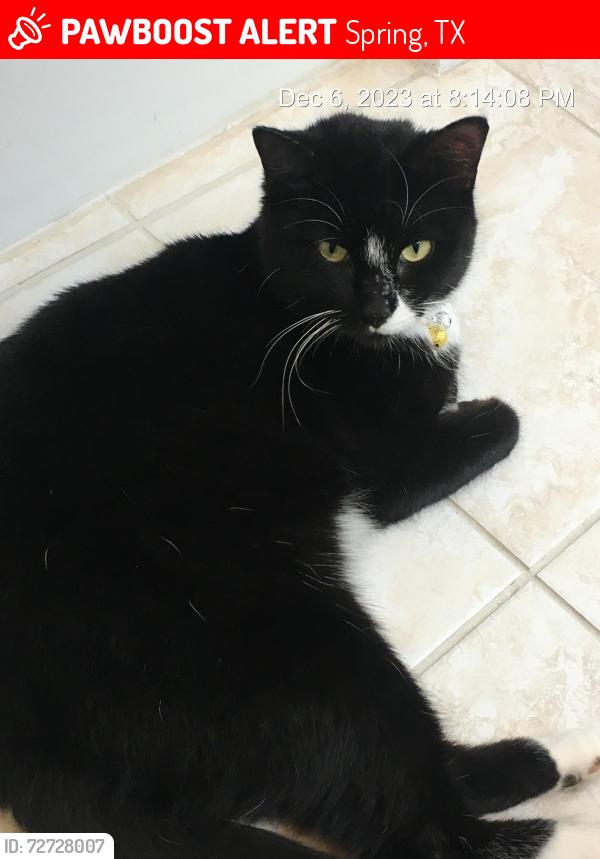 Lost Female Cat last seen E Cypresswood , Spring, TX 77373