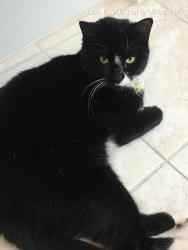 Lost Female Cat last seen E Cypresswood , Spring, TX 77373