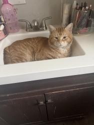 Lost Male Cat last seen E 11th Ave / hmstd PA, Munhall, PA 15120