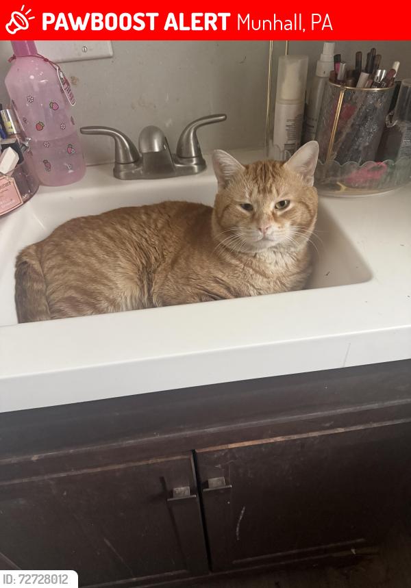 Lost Male Cat last seen E 11th Ave / hmstd PA, Munhall, PA 15120