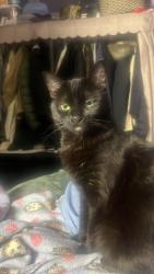 Lost Female Cat last seen Main St an 41 st, Vancouver, BC V5W 4C6