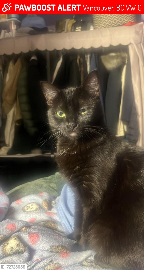 Lost Female Cat last seen Main St an 41 st, Vancouver, BC V5W 4C6