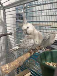 Lost Male Bird last seen Beverly blvd, East Los Angeles, CA 90022