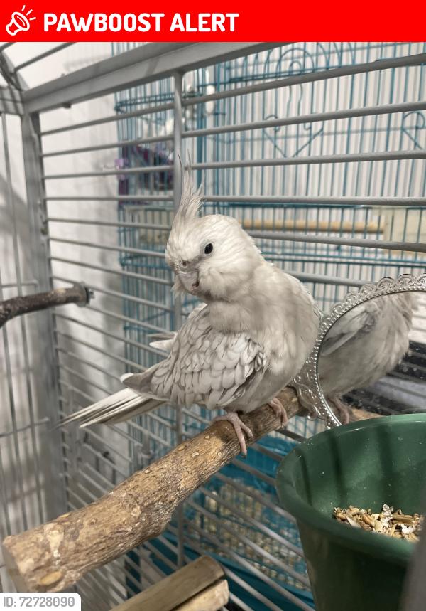 Lost Male Bird last seen Beverly blvd, East Los Angeles, CA 90022
